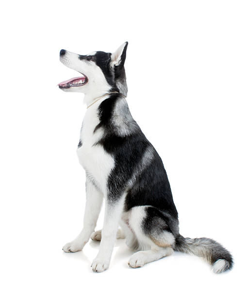 istock Five-month puppy Siberian husky sitting on a white background 502297083