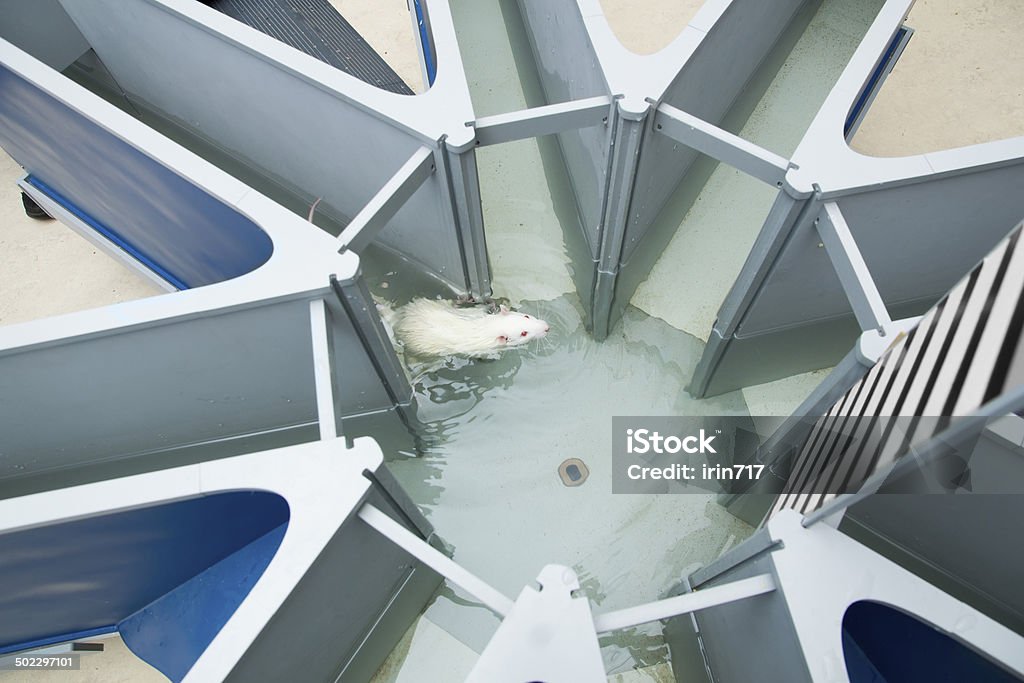 Laboratorio bianco ratto in acqua radiale labirinto.  experi comportamentali - Foto stock royalty-free di Labirinto