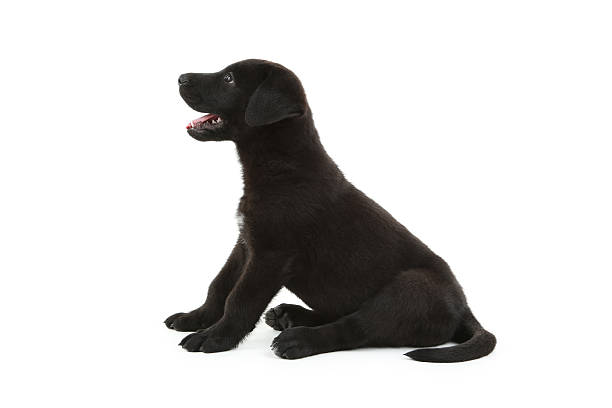 istock Beautiful black labrador puppy sitting, isolated on a white 502297516