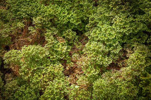 Fondo de textura de hierba verde - foto de stock