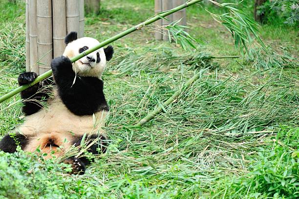 ジャイアントパンダ成都、中国 - panda giant panda china eating ストックフォトと画像