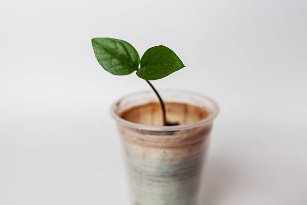 istock seedlings in a plastic disposable cup isolated on white background 502298792