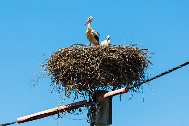 istock Stork in her nest on a post with cub.....Prekmurje,Slovenia 502299035