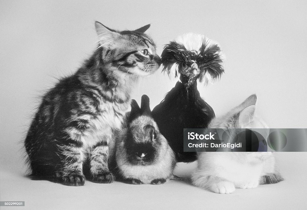 Due gatti, pollo e Coniglio olandese - Foto stock royalty-free di Gatto domestico