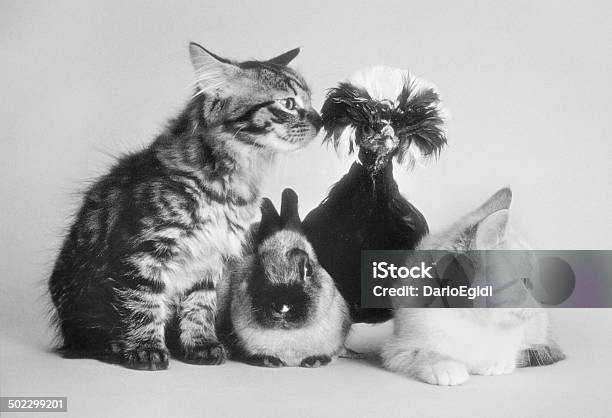 Due Gatti Pollo E Coniglio Olandese - Fotografie stock e altre immagini di Gatto domestico - Gatto domestico, Coniglio - Animale, Animale