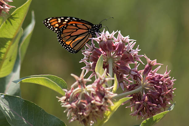 A monarch enjoys the nectar of a blooming milkweed plant along the South Platte River in Littleton, Colorado. The plant supports the growth of the iconic butterfly and caterpillar, yet both monarch and milkweed numbers have been greatly reduced in recent years due to pesticides, deforestation, insecticides and development throughout North America.