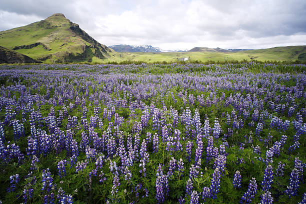 istock Landscape in Iceland 502299625