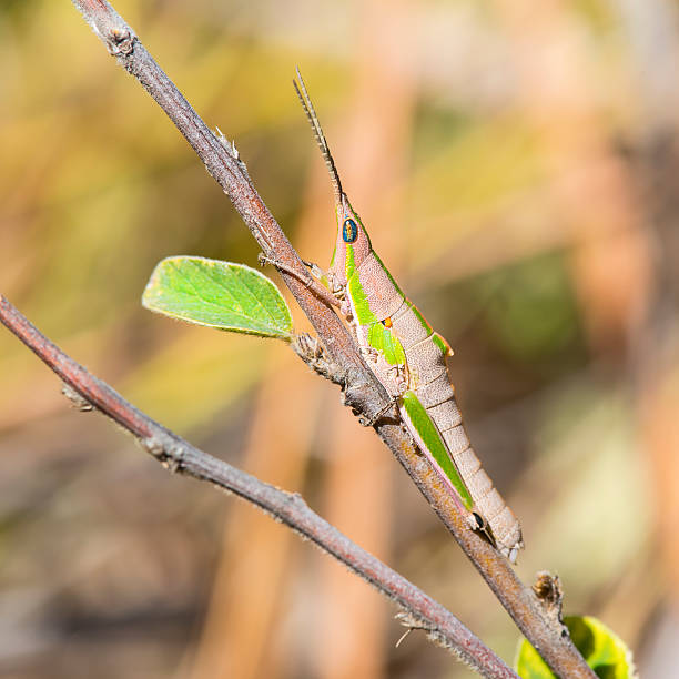 istock Toothpick Grasshopper (Achurum carinatum) in Madagascar 502300139