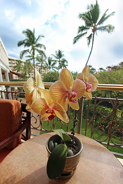 istock Yellow and Magenta Phalaenopsis Orchid 502300165