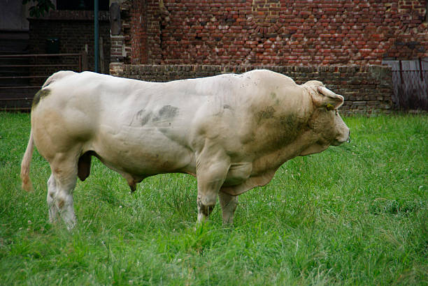 Young bull in the meadow