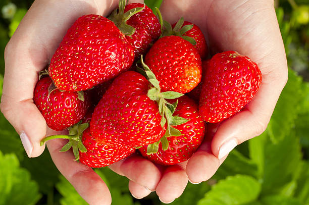 istock many ripe strawberries in hands 502301067