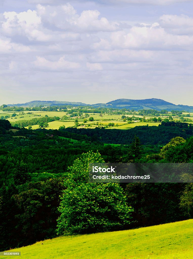 field Green field Landscape Agricultural Field Stock Photo