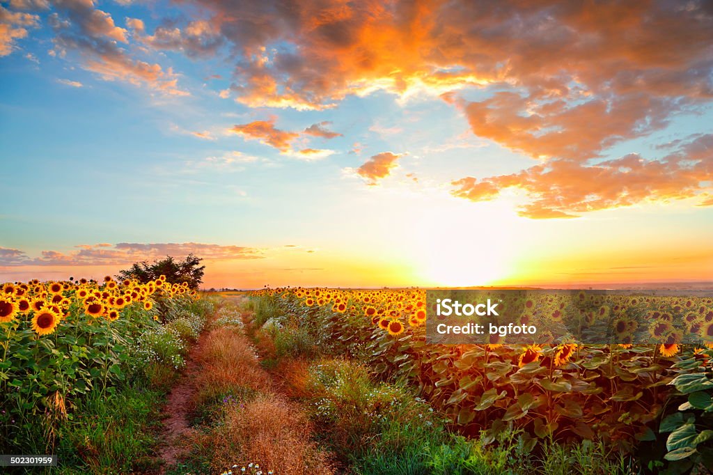 Sonnenblumen - Lizenzfrei Sonnenblume Stock-Foto