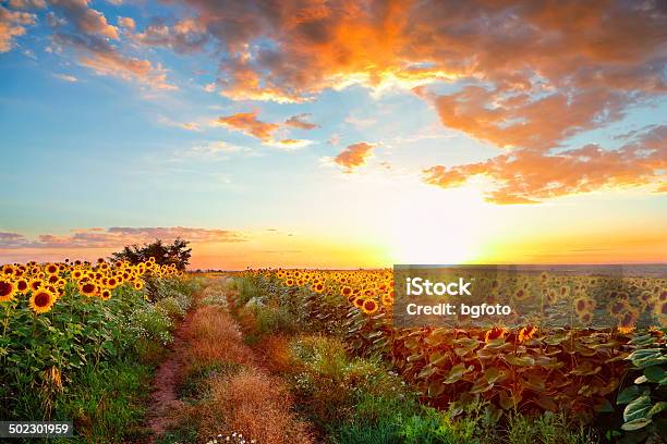 Sonnenblumen Stockfoto und mehr Bilder von Sonnenblume - Sonnenblume, Feld, Weg