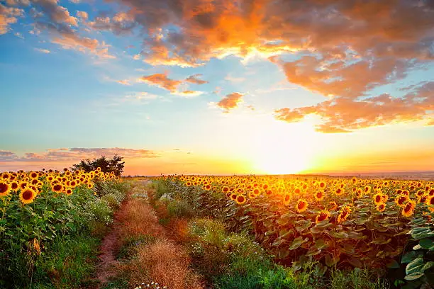 Photo of Sunflowers