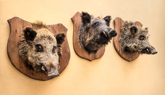 Wild boars on a wall in Norcia, Umbria Italy