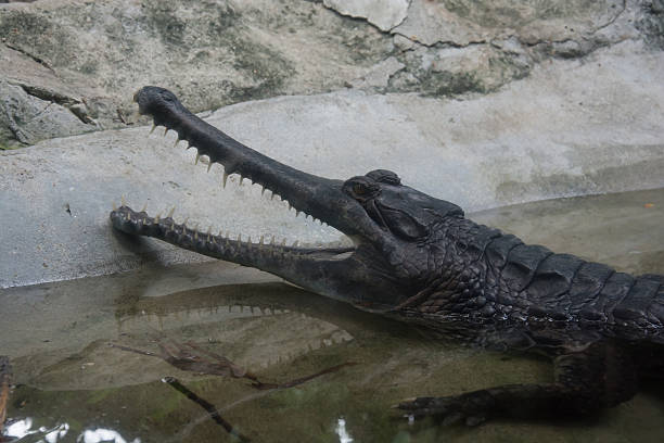 istock Crocodile Ganges Gavial 502302251
