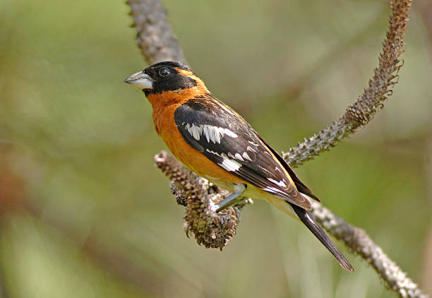 istock Male Black Headed Grosbeak (Pheucticus melanocephalus) 502302253