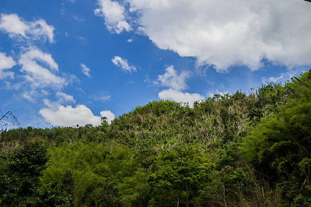 istock Chinese Yunnan xishuangbanna scenery 502302437
