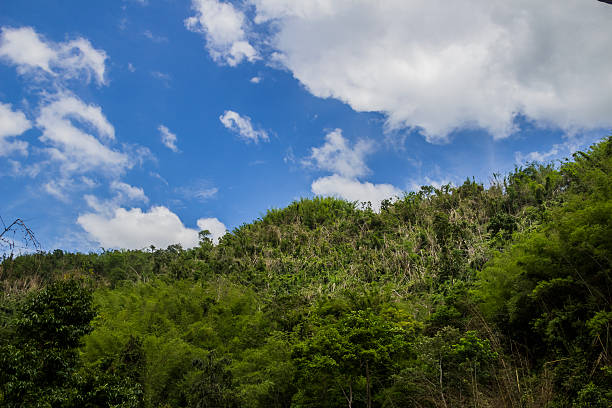 Chinese Yunnan xishuangbanna scenery Chinese Yunnan xishuangbanna scenery xishuangbanna stock pictures, royalty-free photos & images