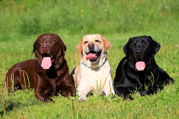 tres labrador de perros en el césped - labrador retriever fotografías e imágenes de stock