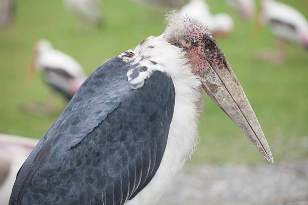 istock marabou stork portrait 502303469