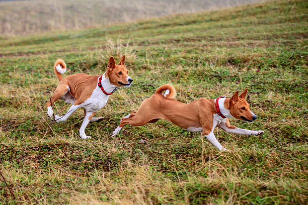 istock Two Basenji dogs in autumn 502303963