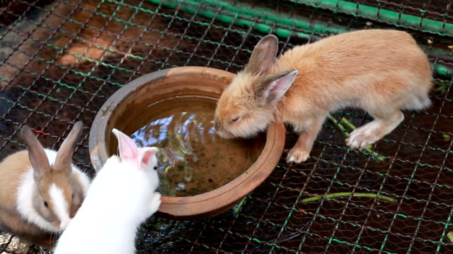 Rabbit drinking water