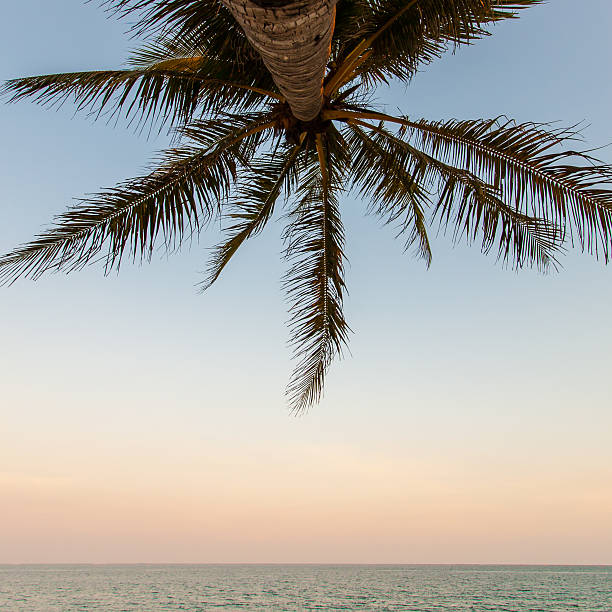 코�코넛 트리 스톡 사진