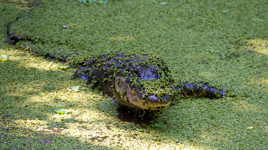 This photo was taken at Audubon's Corkscrew Swamp in Naples, Florida. Alligators are the closest living relative of the dinosaur.  He had been completely camouflaged just a minute before under the pond lettuce. 