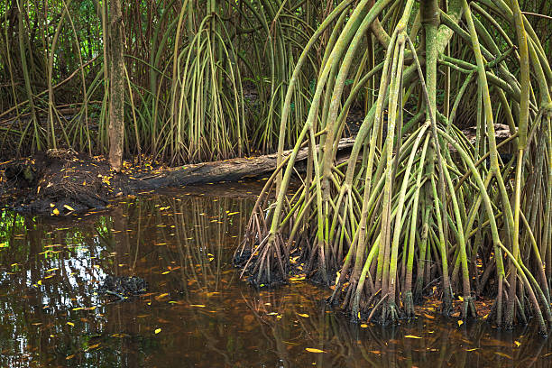 istock Rainforest landscape, mangrove trees in water 502312368