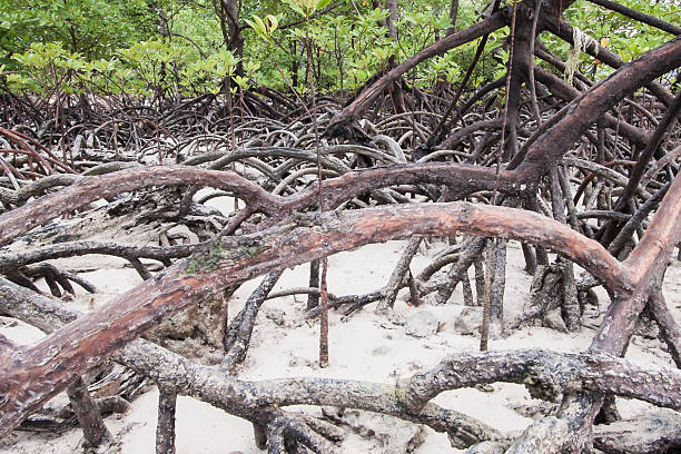 Roots de bosque de manglar - foto de stock