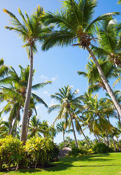 istock Palm trees and green grass, Dominican republic 502312542