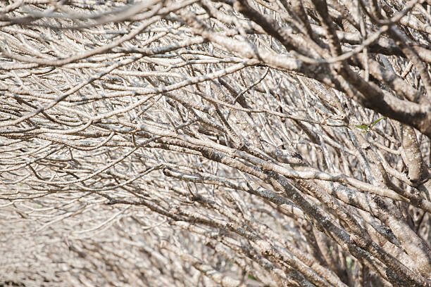 푸루메리아 로세아 branchs 추상적인 배경 스톡 사진