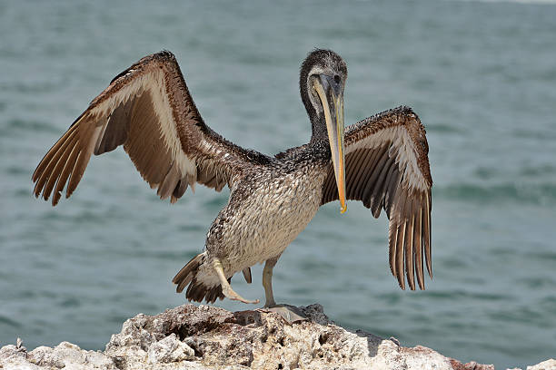 istock Brown Pelican Paracas National Reserve, Peru. 502313222
