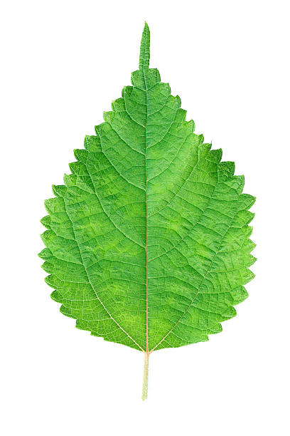 istock One serrated green leaf isolated on white 502313700