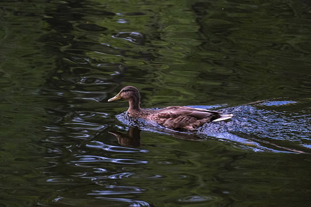 istock wild duck swimming 502314218
