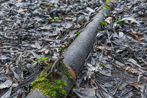 istock Rusty metal pipe in the forest closeup 502314282