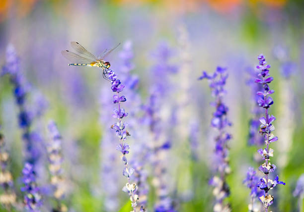 istock Dragonfly on blue salvia1 502314500