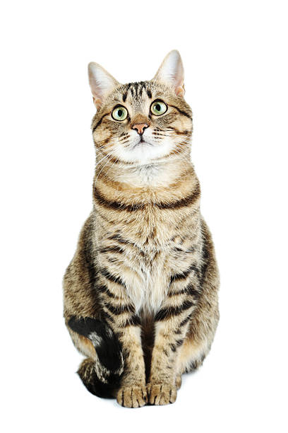 istock Beautiful cat isolated on a white 502314970