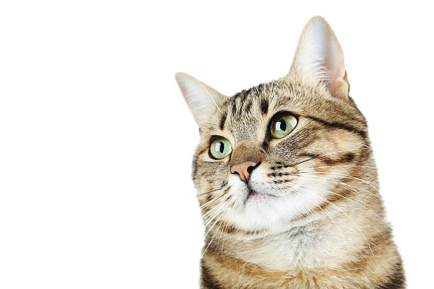 istock Beautiful cat on a white background 502315030
