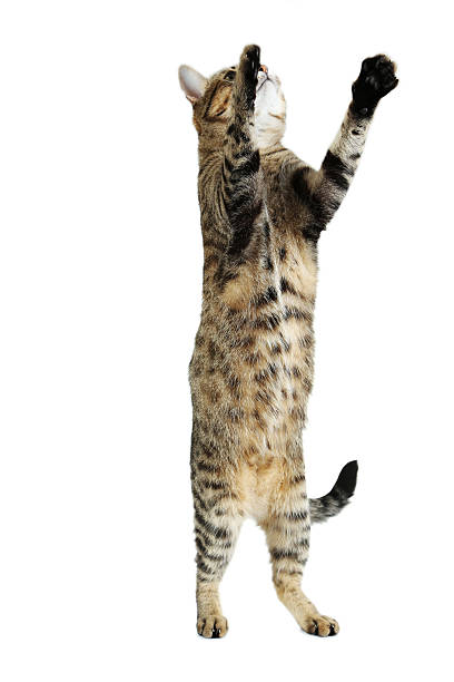 istock Beautiful cat isolated on a white 502315154