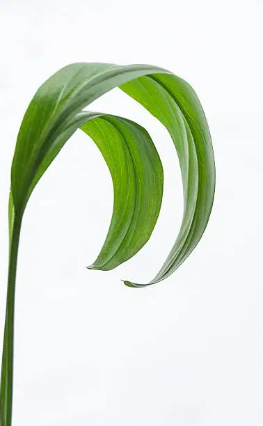 isolated stem with green leaves on the white background