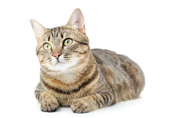 istock Beautiful cat isolated on a white 502315464