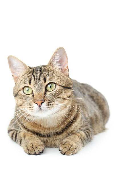 istock Beautiful cat isolated on a white 502315526