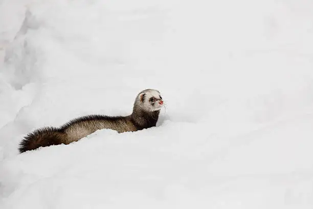 Photo of Ferret in the snow