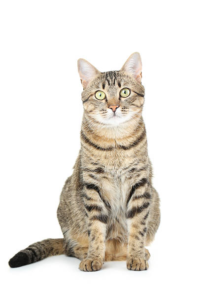 istock Beautiful cat isolated on a white 502315658