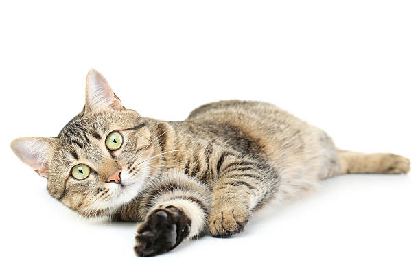 istock Beautiful cat isolated on white 502315700