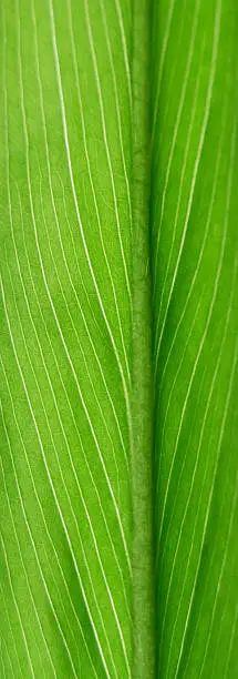 thin pattern lines on the green leaf