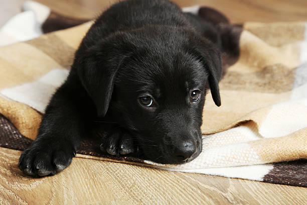 istock Beautiful black labrador puppy on plaid 502316060